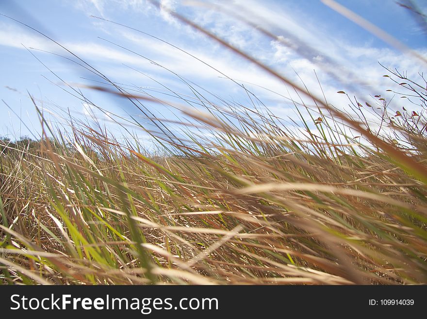 Brown And Green Grass Field