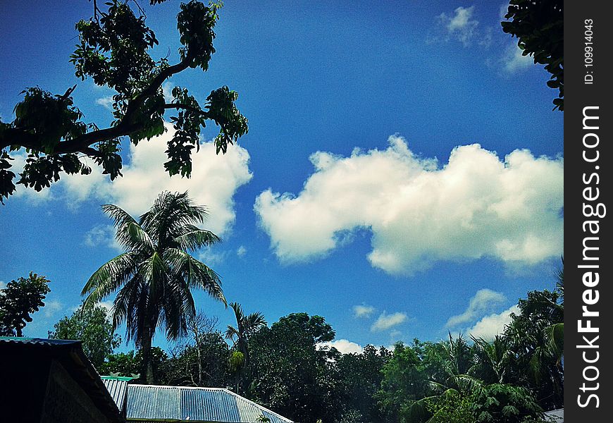 Photography Of Trees Under Blue Cloudy Sky