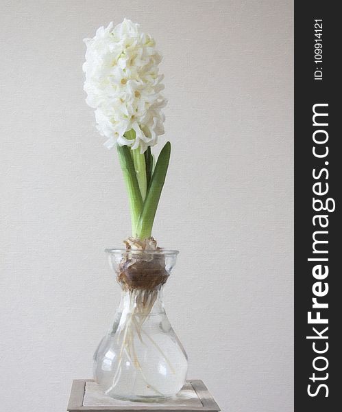 Photography of White Flower on Clear Glass Vase