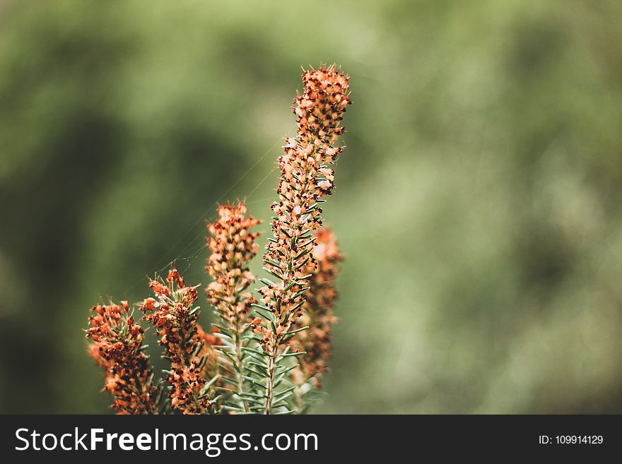 Macro Photography Of Brown Flowers