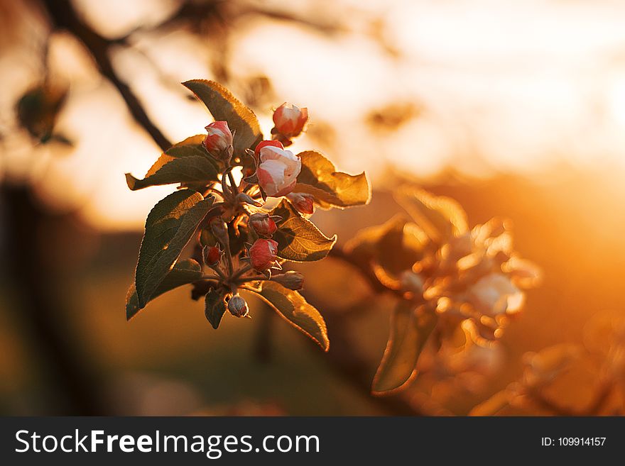 Selective Focus Photography Of White Orange Blossom Flowers