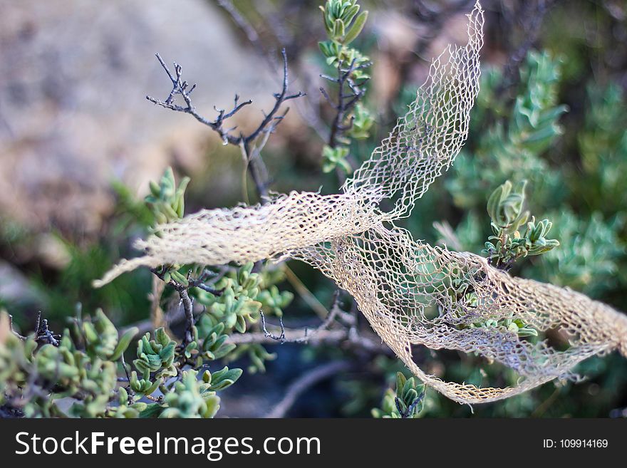 Shallow Focus of White Lace on Green Plant