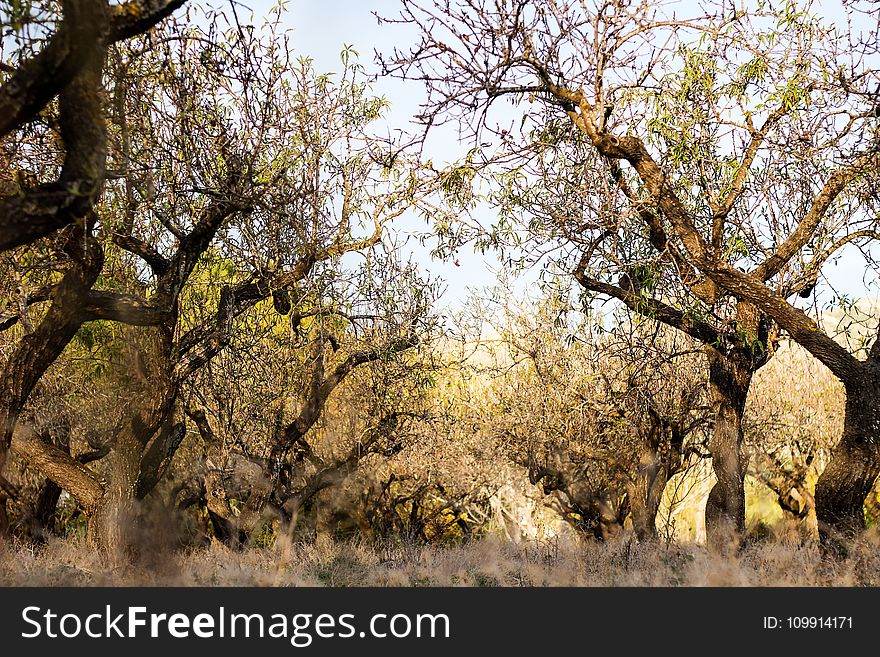 Photography of Tree Branches