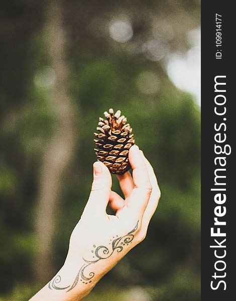 Person Holding Brown Pine Cone