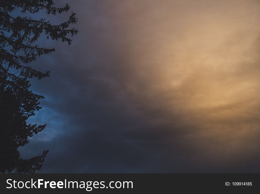 Silhouette Of A Tree With Cloudy Sky Background