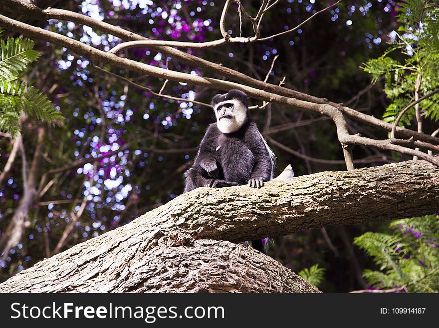 Black and Brown Monkey on Top of Tree