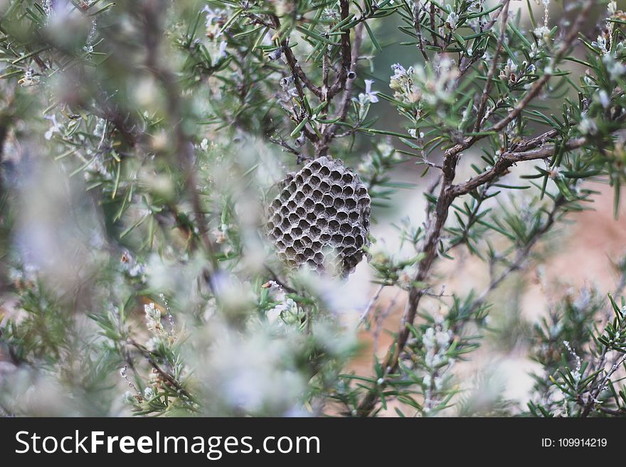 Shallow Focus Of Brown Bee Hive On A Tree