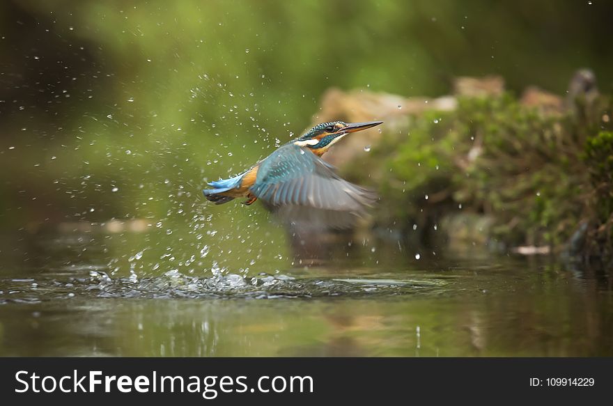Photo of Common Kingfisher Flying Above River