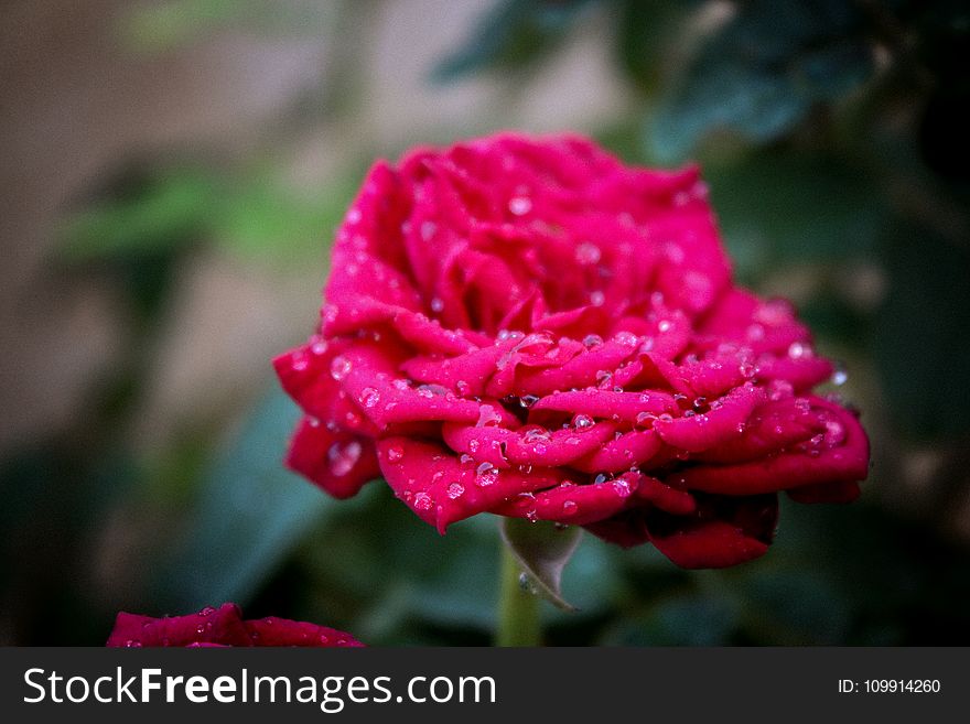 Selective Focus Of Pink Rose Flower