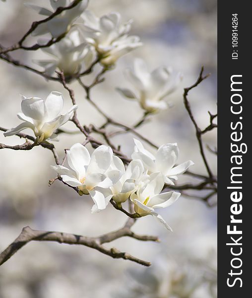 Selective Focus Photography of White Magnolia Flowers