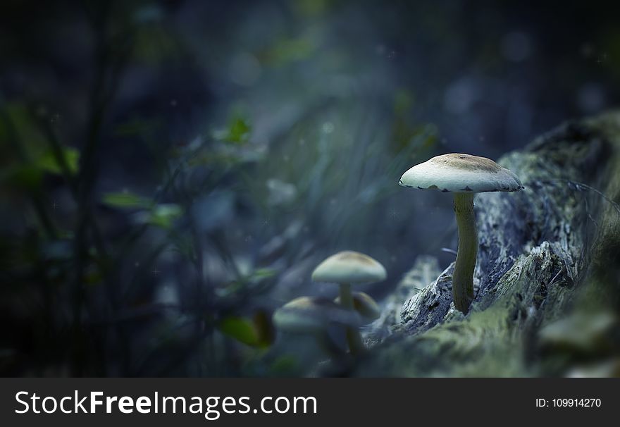 White Mushrooms Digital Wallpaper