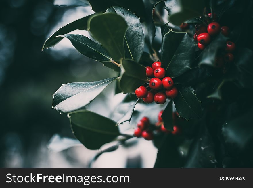 Round Red Fruit Photo