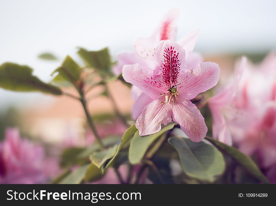 Close-up Photography Of Pink Petaled Flowers