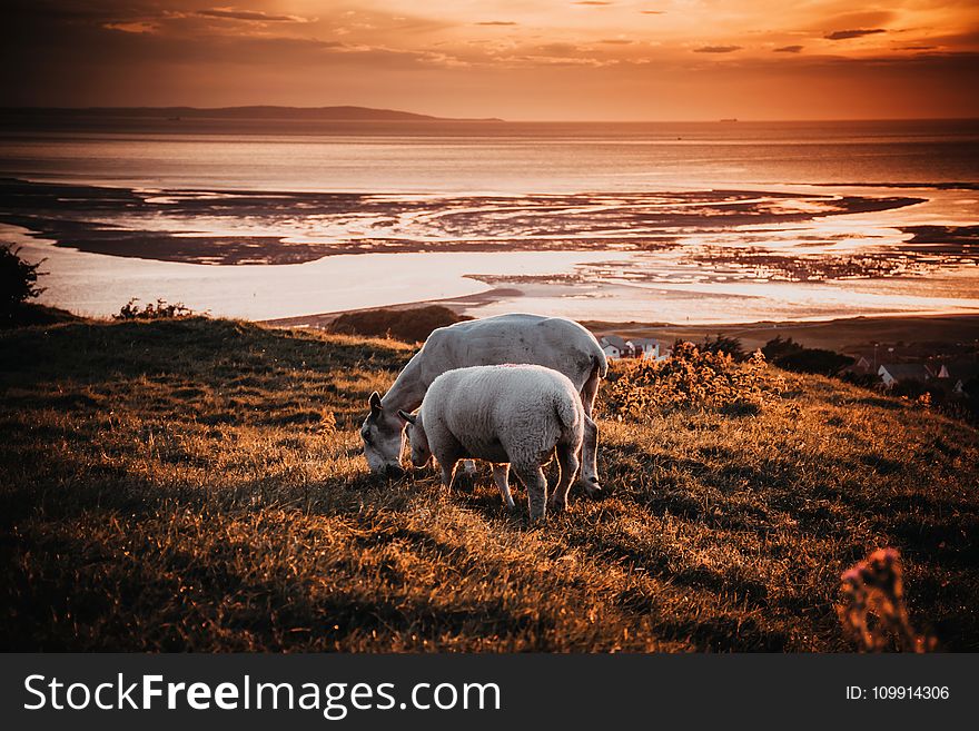 Two Animals on Field during Sunset