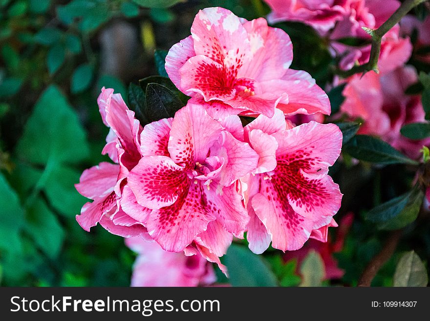 Close-up Photography of Pink Flowers