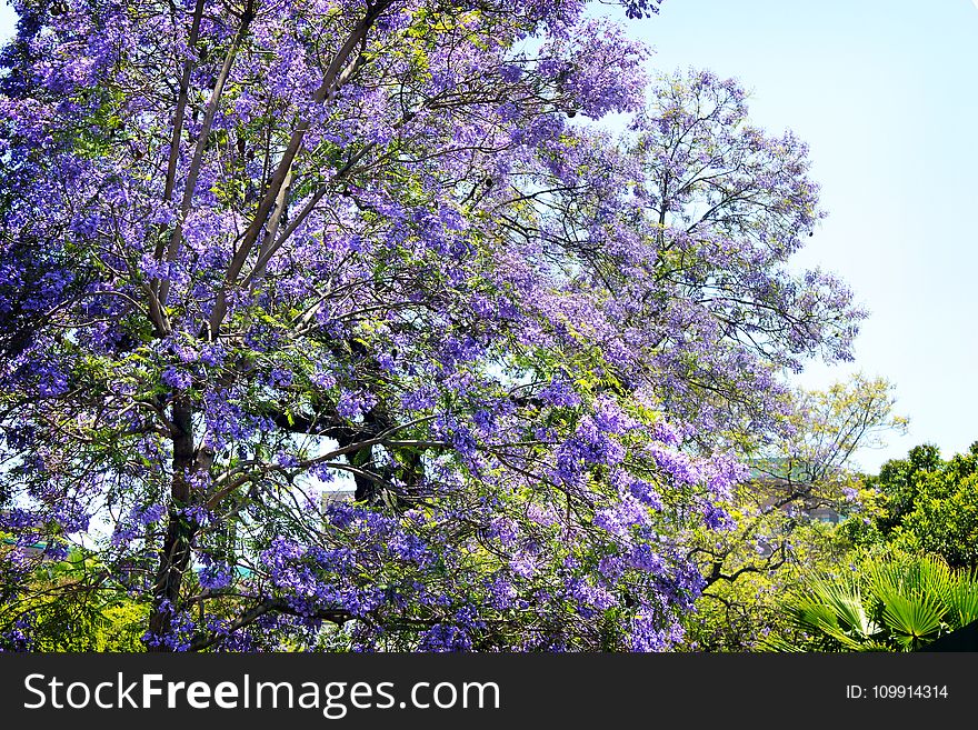 Purple Leaf Tree