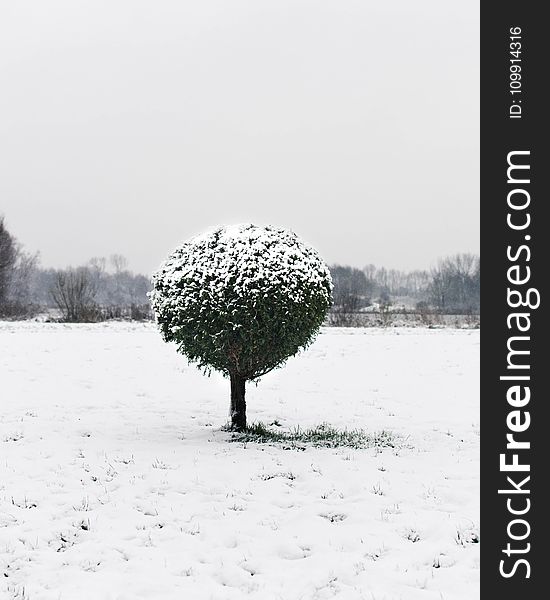 Snow Covering Green Leaf Plant And Grass Field