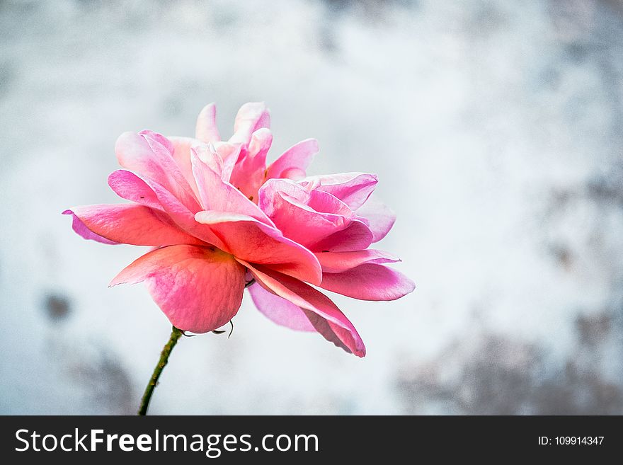 Close-Up Photography Of Flower