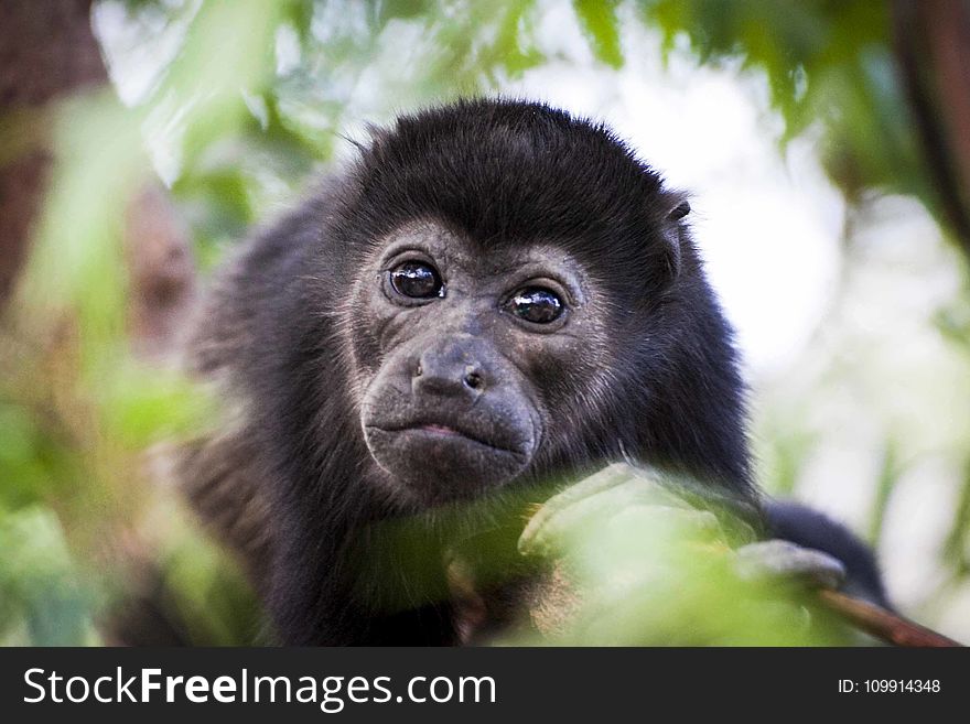 Photography Of Black Monkey