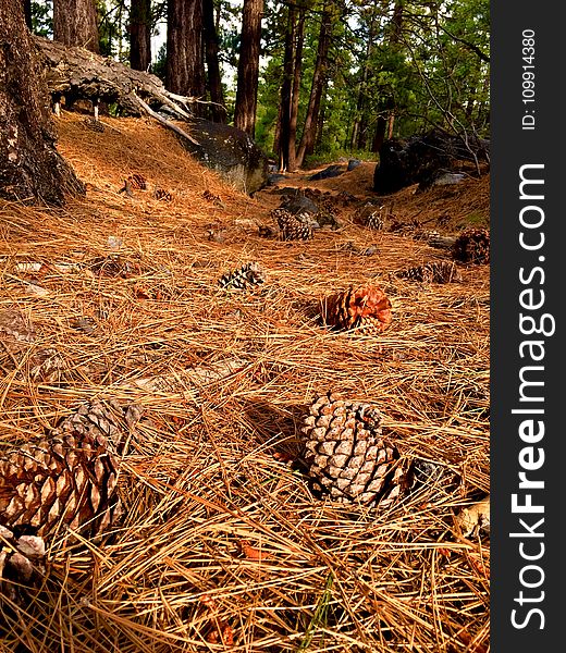 Photography Of Pine Cones On Ground