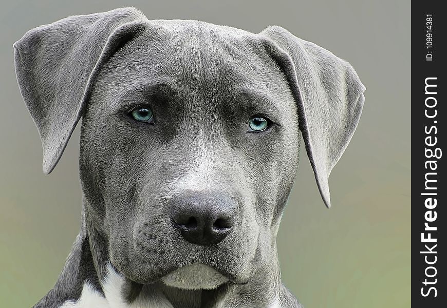 Close Up Photography of Adult Black and White Short Coat Dog