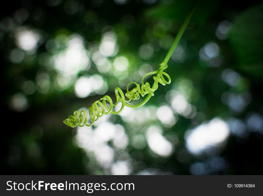 Shallow Focus Photography of Green Plant