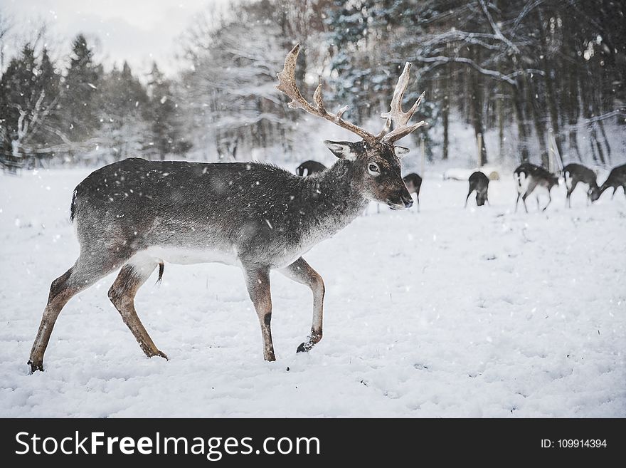 Photo of Reindeer in the Snow