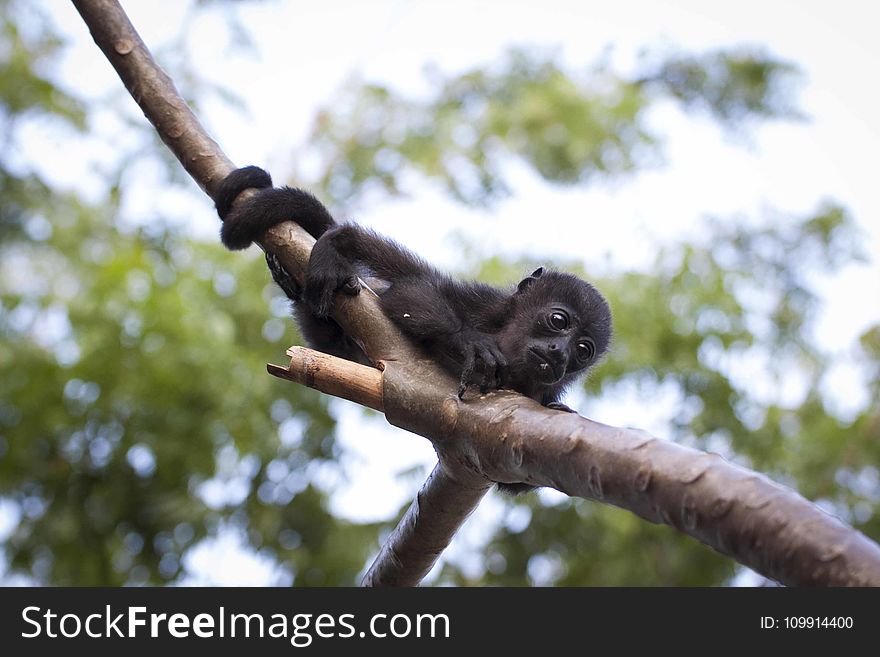 Black Monkey Hugging Tree Branch
