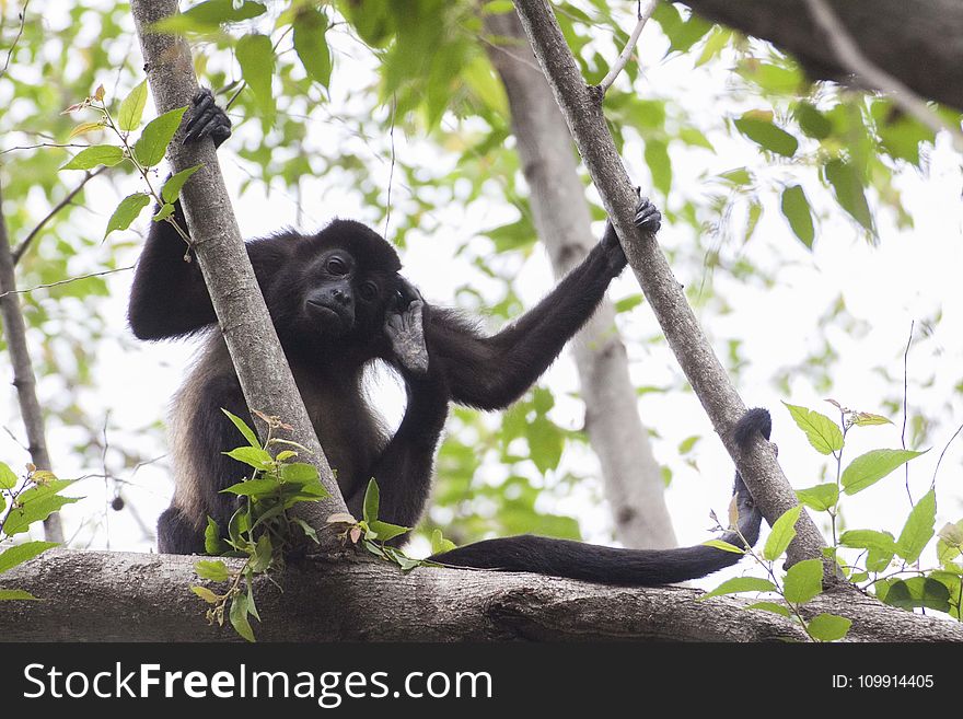 Black Primate Holding On Tree Branches