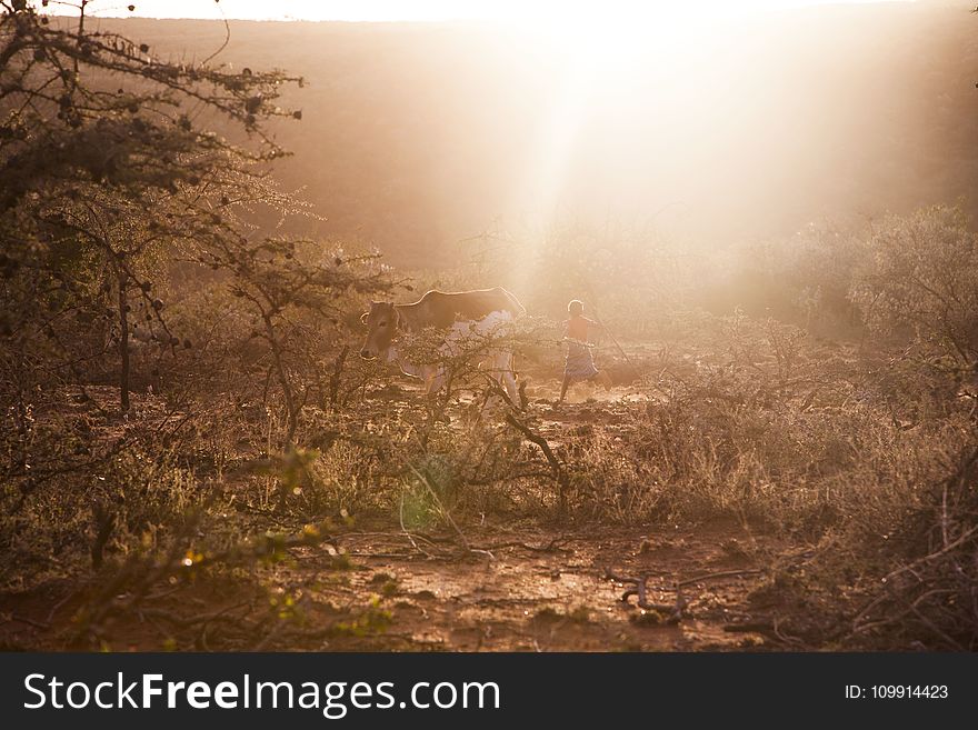 Photo of Man Chasing Cow on Forest