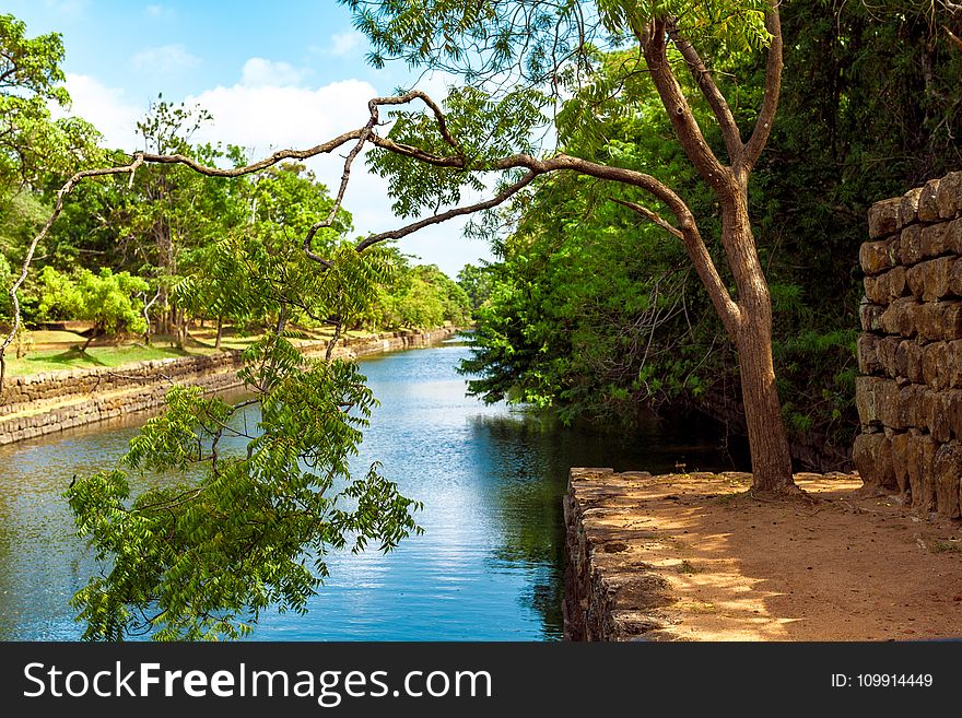 Photo of Green Leaf Tree Beside River