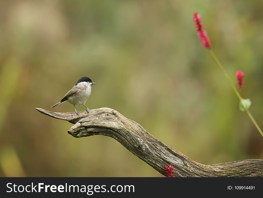 Shallow Focus Photography of Gray Bird on Brown Branch