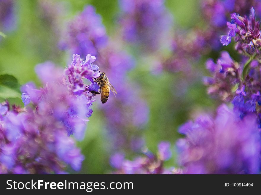 Selective Focus Photography Of Honey Bee On Lavender