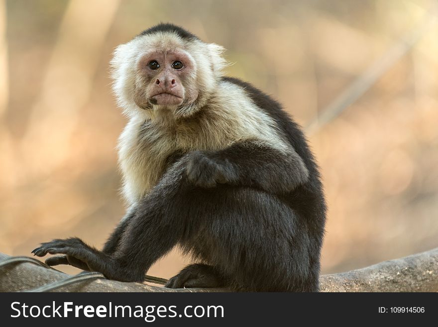 Photography of Gray and Black Monkey