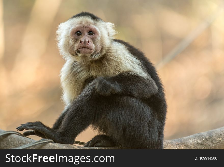 Photography Of Gray And Black Monkey