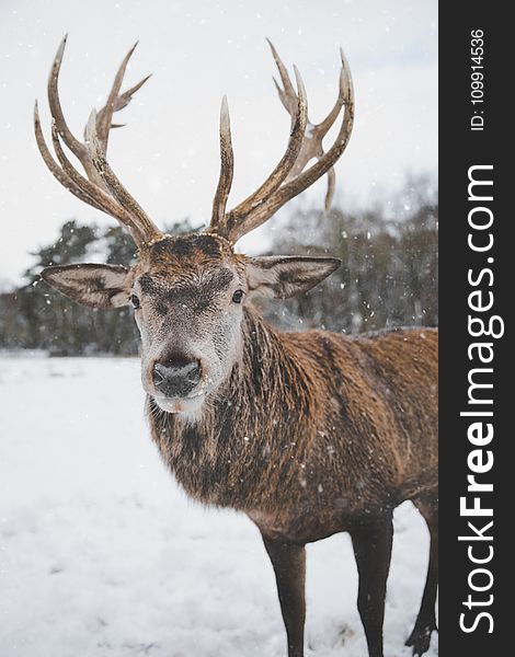 Brown Deer Standing on Snow