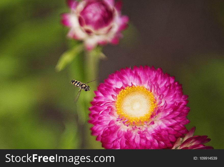 Close-up Photo of Insect Flying Towards the Flower