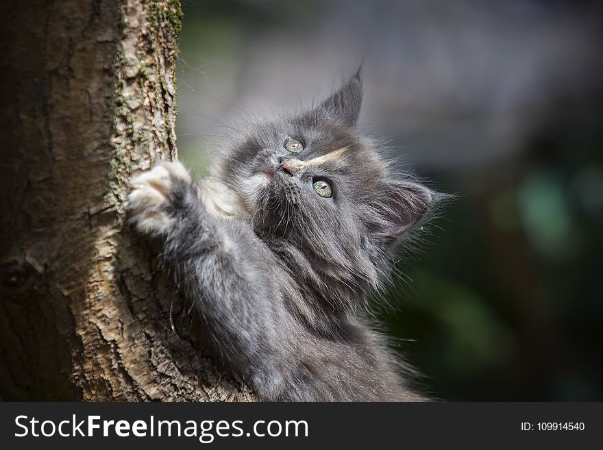 Gray Persian Cat