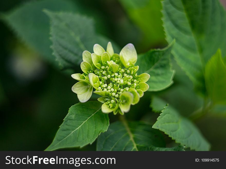 Close-up Photography Of Plant