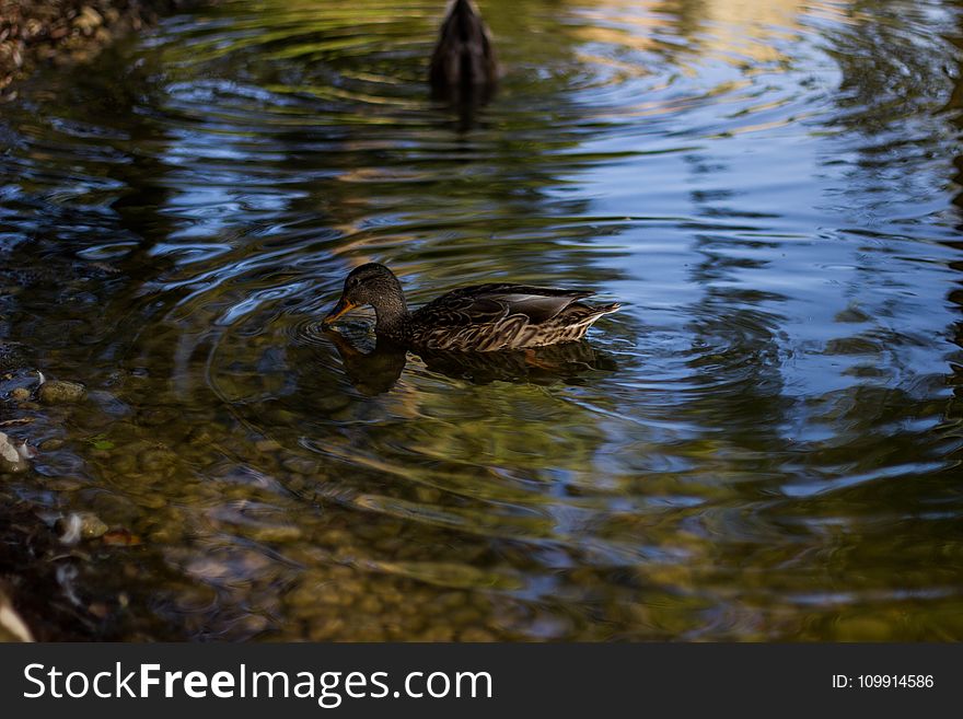 Animals, Beak, Birds