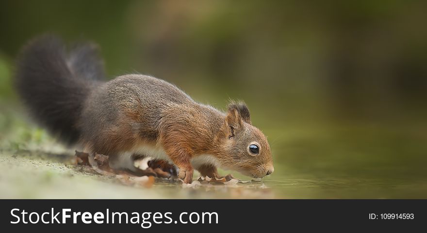 Close-Up Photography of Squirrel Drinking