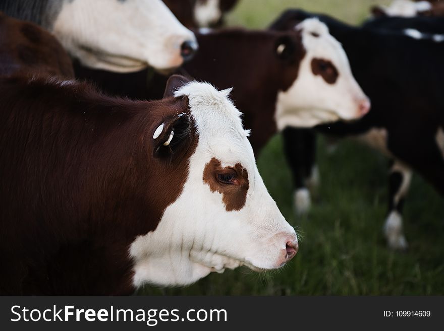 Close-Up Photo of Brown and White Cattle