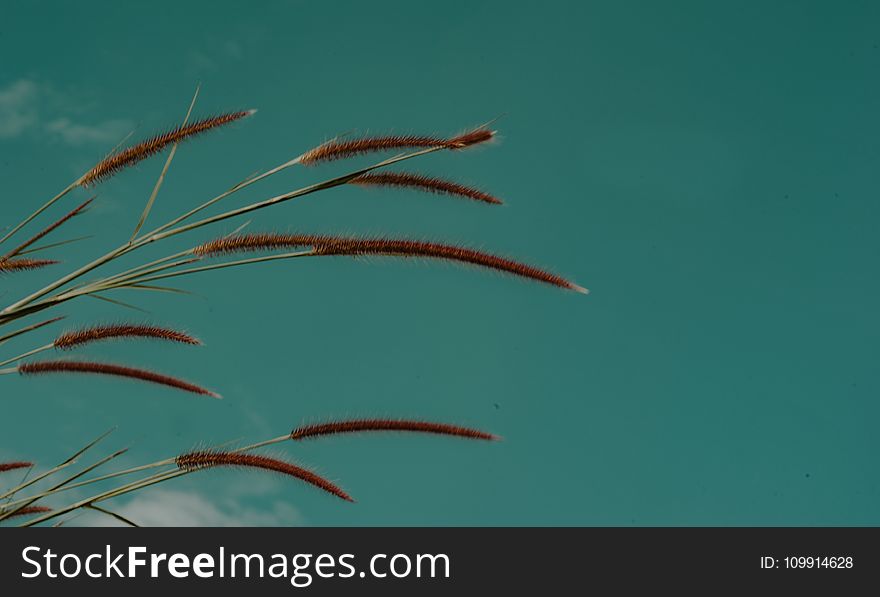 Green Grass Focus Photo