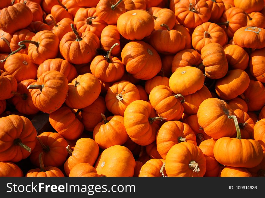 Photo of Pumpkins