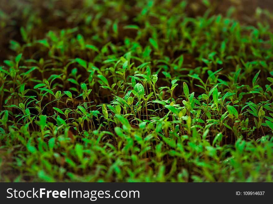 Green Grass in Tilt Shift Lens Photography