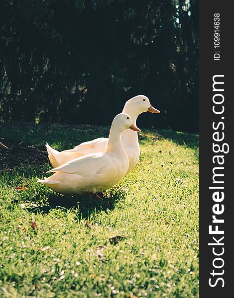 Two White Ducks on Green Grass Field