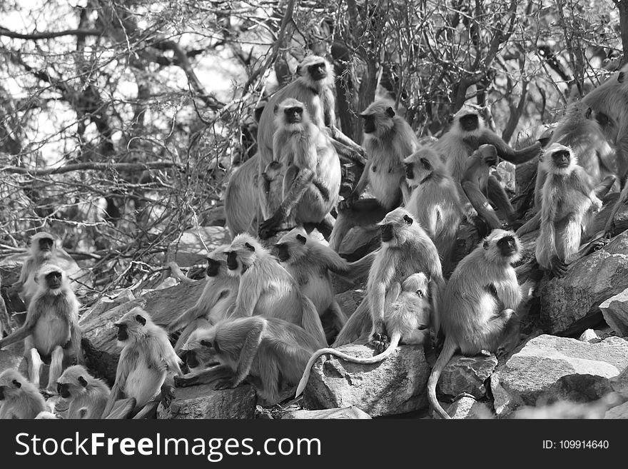 Grayscale Photo of Monkeys