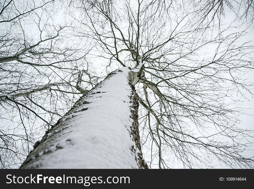 Low Angle Photo Of Snow Covered Dried Tree