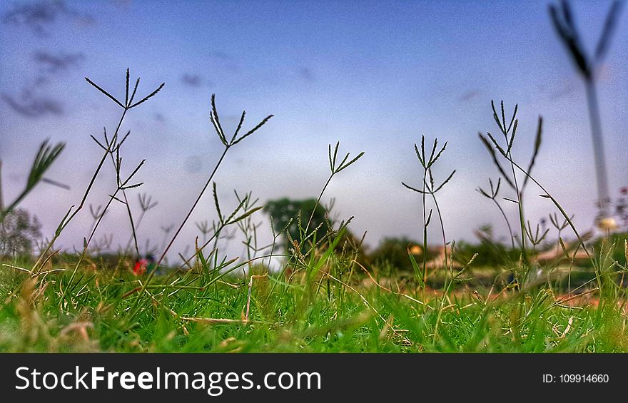 Close-up Photography Of Grass