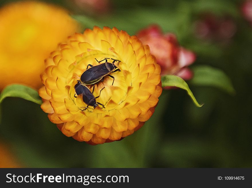 Macro Photography Of Two Black Beetles On Orange Flower